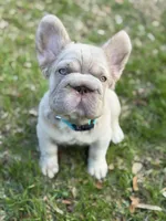 Simba, a male French Bulldog for sale in Orlando, FL – Photo 5 of 9