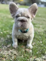 Simba, a male French Bulldog for sale in Orlando, FL – Photo 8 of 9