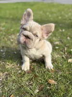 Simba, a male French Bulldog for sale in Orlando, FL – Photo 9 of 9