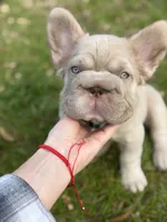 Simba, a male French Bulldog for sale in Orlando, FL – Photo 2 of 9