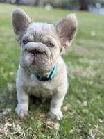 Simba, a male French Bulldog for sale in Orlando, FL – Photo 4 of 9