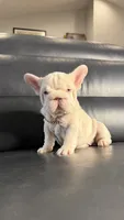 Gucci pink, a female French Bulldog for sale in Orlando, FL – 9 of 9
