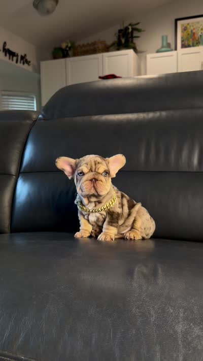 Lindor, a female French Bulldog for sale in Orlando, FL – 7 of 8
