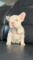 Gucci pink, a female French Bulldog for sale in Orlando, FL – 8 of 9