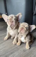 Golden ticket , a male French Bulldog for sale in Orlando, FL – 5 of 7