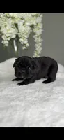 Bulgari big rope possibly with pink, a male French Bulldog for sale in Orlando, FL – 3 of 8