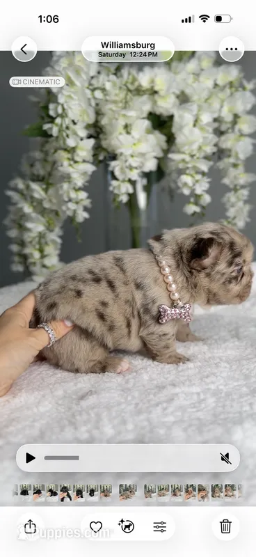 Versace fluffy Rojo merle possibly with pink – French Bulldog puppy for sale in Orlando, FL