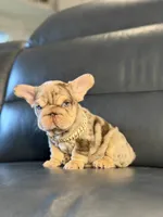 Lindor, a female French Bulldog for sale in Orlando, FL – 4 of 8