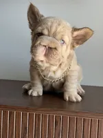 Big rope new shade tan fluffy, a male French Bulldog for sale in Orlando, FL – Photo 2 of 9