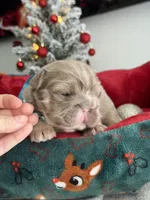 Big rope new shade tan fluffy, a male French Bulldog for sale in Orlando, FL – Photo 4 of 9