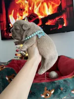 Big rope new shade tan fluffy, a male French Bulldog for sale in Orlando, FL – Photo 6 of 9