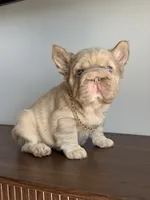 Big rope new shade tan fluffy, a male French Bulldog for sale in Orlando, FL – Photo 8 of 9