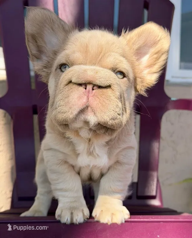 Big rope new shade tan fluffy, a male French Bulldog for sale in Orlando, FL – Photo 1 of 9