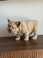 Big rope new shade tan fluffy, a male French Bulldog for sale in Orlando, FL – Photo 7 of 9