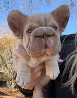 Big rope new shade tan fluffy, a male French Bulldog for sale in Orlando, FL – Photo 9 of 9
