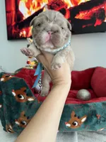 Big rope new shade tan fluffy, a male French Bulldog for sale in Orlando, FL – Photo 5 of 9