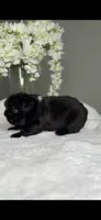 Bulgari big rope possibly with pink, a male French Bulldog for sale in Orlando, FL – 6 of 8