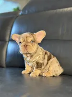 Lindor, a female French Bulldog for sale in Orlando, FL – 2 of 8