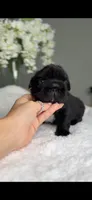 Bulgari big rope possibly with pink, a male French Bulldog for sale in Orlando, FL – 4 of 8