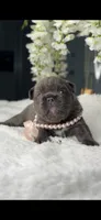 Blue Fluffy Prada possibly with pink, a female French Bulldog for sale in Orlando, FL – 5 of 5