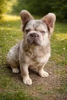 Malina big rope new shade Merle tan fluffy , a female French Bulldog for sale in New York, NY – 3 of 4