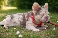 Malina big rope new shade Merle tan fluffy , a female French Bulldog for sale in New York, NY – 4 of 4