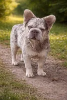 Malina big rope new shade Merle tan fluffy , a female French Bulldog for sale in New York, NY – 2 of 4