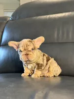Lindor, a female French Bulldog for sale in Orlando, FL – 6 of 8