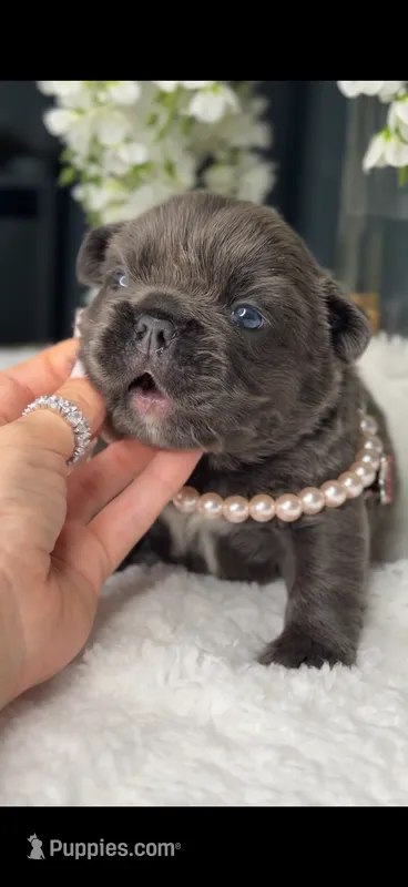 Blue Fluffy Prada possibly with pink – French Bulldog puppy for sale in Orlando, FL