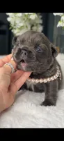 Blue Fluffy Prada possibly with pink, a female French Bulldog for sale in Orlando, FL – 1 of 5