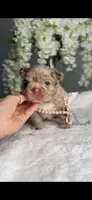 Versace fluffy Rojo merle possibly with pink, a female French Bulldog for sale in Orlando, FL – 6 of 9