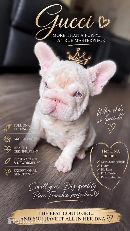 Gucci pink – French Bulldog puppy for sale in Orlando, FL