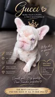 Gucci pink, a female French Bulldog for sale in Orlando, FL – 1 of 9