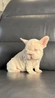Gucci pink, a female French Bulldog for sale in Orlando, FL – 4 of 9