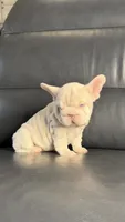 Gucci pink, a female French Bulldog for sale in Orlando, FL – 6 of 9