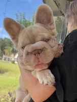 Fluffy new shade Isabella , a male French Bulldog for sale in New York, NY – 1 of 5