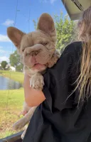 Fluffy new shade Isabella , a male French Bulldog for sale in New York, NY – 3 of 5