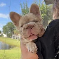 Fluffy new shade Isabella , a male French Bulldog for sale in New York, NY – 2 of 5