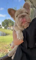 Fluffy new shade Isabella , a male French Bulldog for sale in New York, NY – 5 of 5