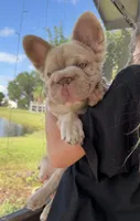 Fluffy new shade Isabella , a male French Bulldog for sale in New York, NY – 4 of 5