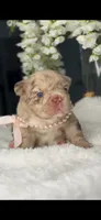 Versace fluffy Rojo merle possibly with pink, a female French Bulldog for sale in Orlando, FL – 4 of 9