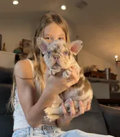 Golden ticket , a male French Bulldog for sale in Orlando, FL – 2 of 7