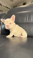 Gucci pink, a female French Bulldog for sale in Orlando, FL – 3 of 9