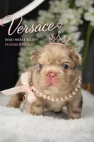 Versace fluffy Rojo merle possibly with pink, a female French Bulldog for sale in Orlando, FL – 3 of 9