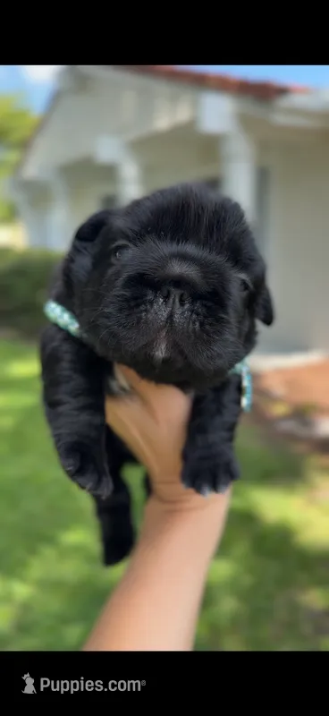 Bulgari big rope possibly with pink – French Bulldog puppy for sale in Orlando, FL