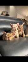 Lindor, a female French Bulldog for sale in Orlando, FL – 3 of 8