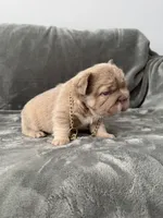 Big rope new shade tan fluffy, a male French Bulldog for sale in Orlando, FL – Photo 4 of 9