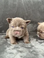 Big rope new shade tan fluffy, a male French Bulldog for sale in Orlando, FL – Photo 7 of 9