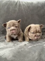 Big rope new shade tan fluffy, a male French Bulldog for sale in Orlando, FL – Photo 5 of 9