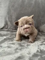 Big rope new shade tan fluffy, a male French Bulldog for sale in Orlando, FL – Photo 6 of 9